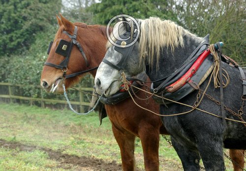 Perceron and Suffolk Punch Heavy Horses DM1207